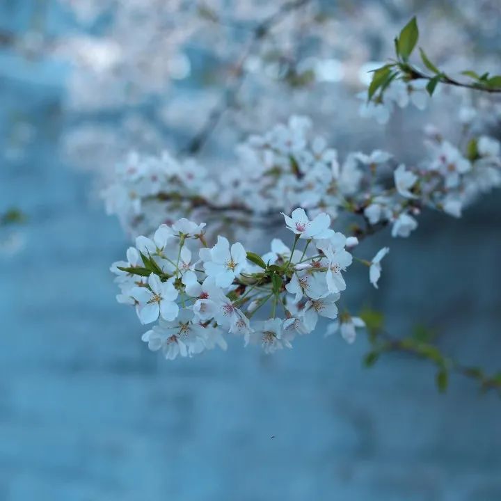 DƬ